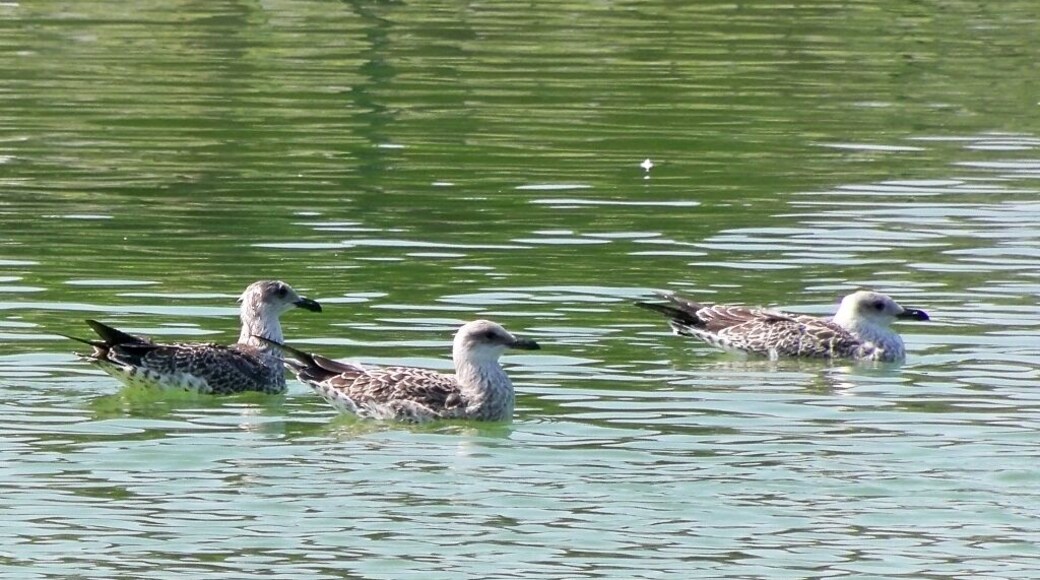 Yellow-legged gulls (Larus michahellis) with first winter plumage, in Huelin Park, Málaga, Spain.