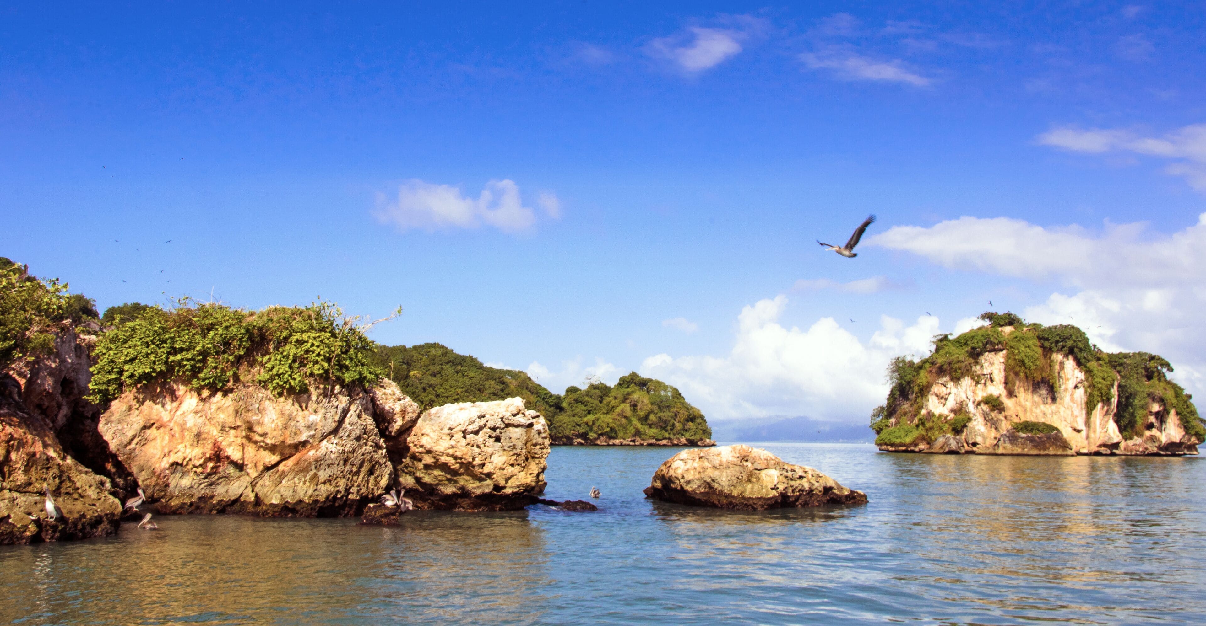 Karibischer Traumurlaub: Pelikane, Fregattvögel auf Los Haitises / Samara / Dominikanische Republik :)