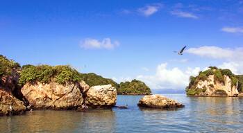 Karibischer Traumurlaub: Pelikane, Fregattvögel auf Los Haitises / Samara / Dominikanische Republik :)