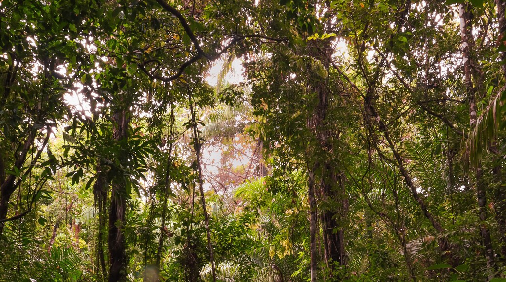 Reserva Ecológica da Sapiranga, Praia do Forte, Mata de São João, Bahia, Brazil
