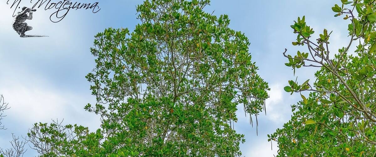One amazing hide spot @ Punta La Mela Cabo Rojo, P.R.