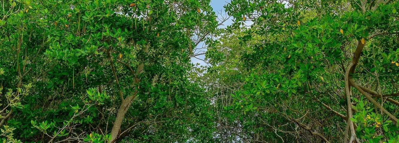 One amazing hide spot @ Punta La Mela Cabo Rojo, P.R.