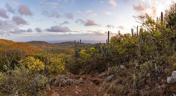 มอนตานา เรย์