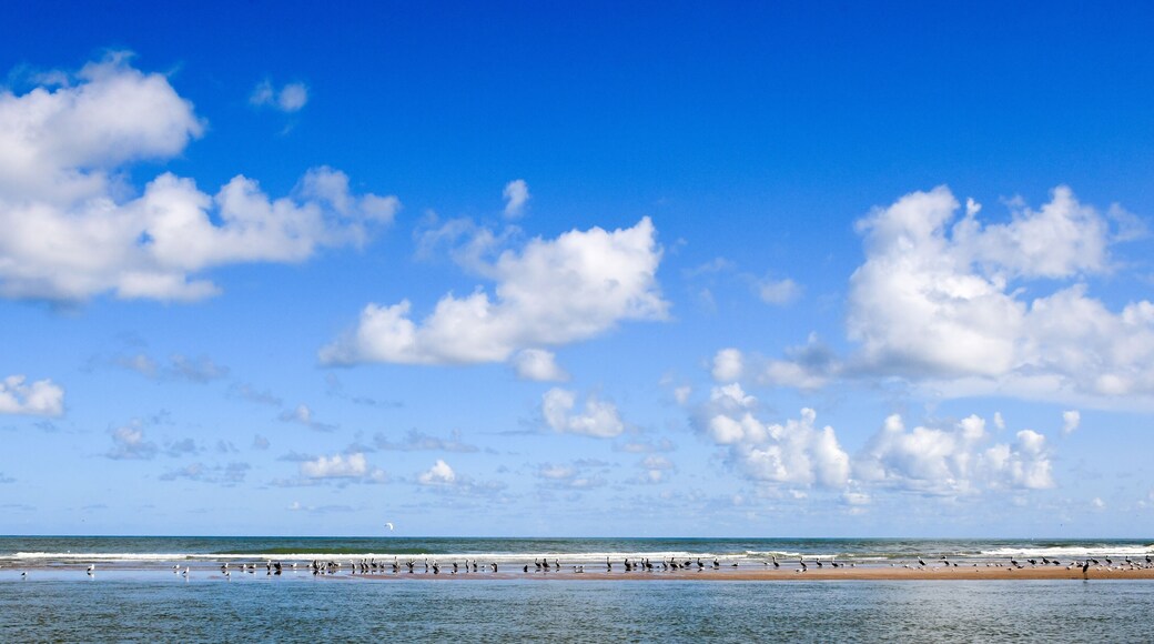 ๋ก์ค ์ฝํคํ ์ค