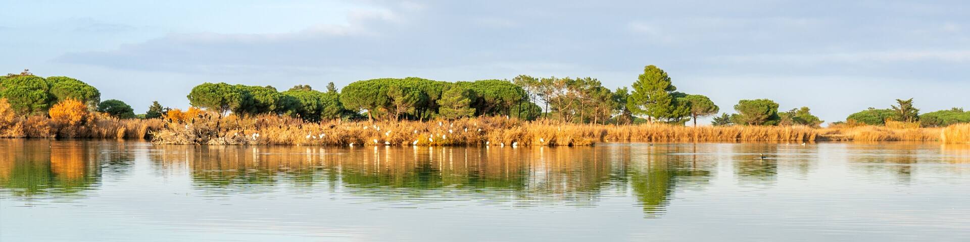 Calm morning view of Canet-en-Roussillon lagoon with still water, golden reeds, and pine trees reflecting under a cloudy sky in southern France.