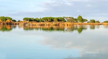 Les Platanes
