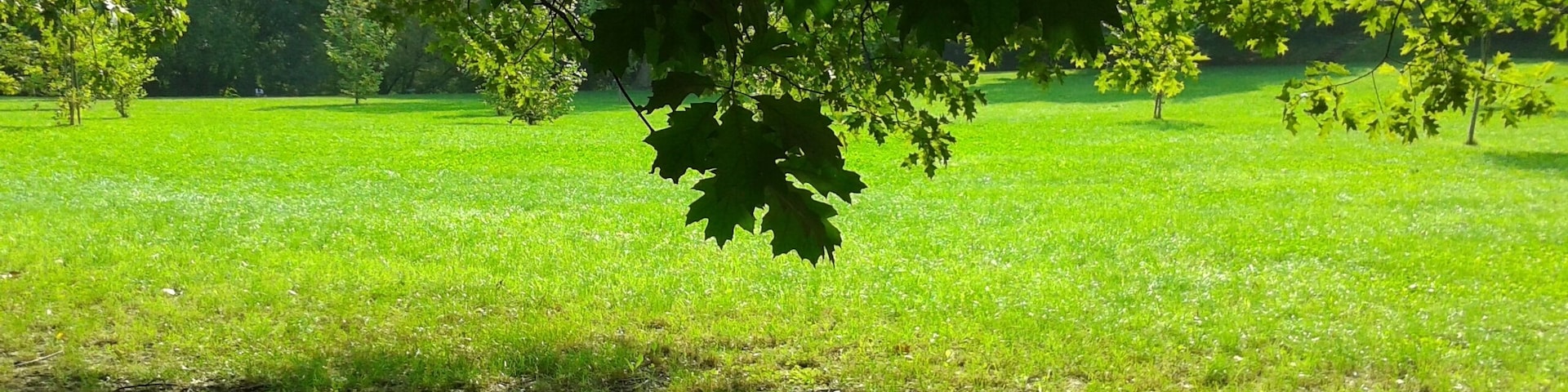 Quercus rubra. Milano parco Lambro 2014