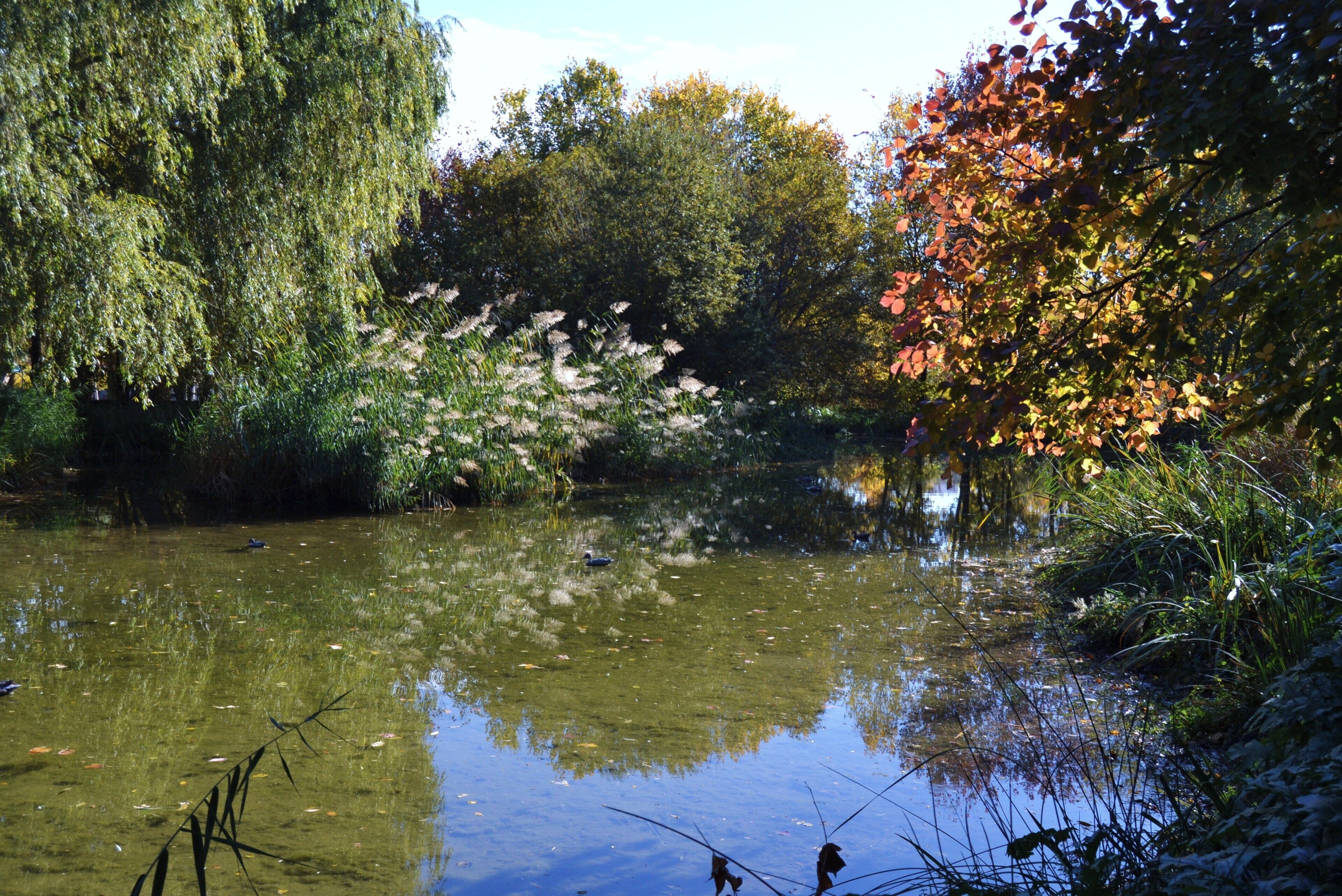 València, llacuna del parc de Marxalenes.