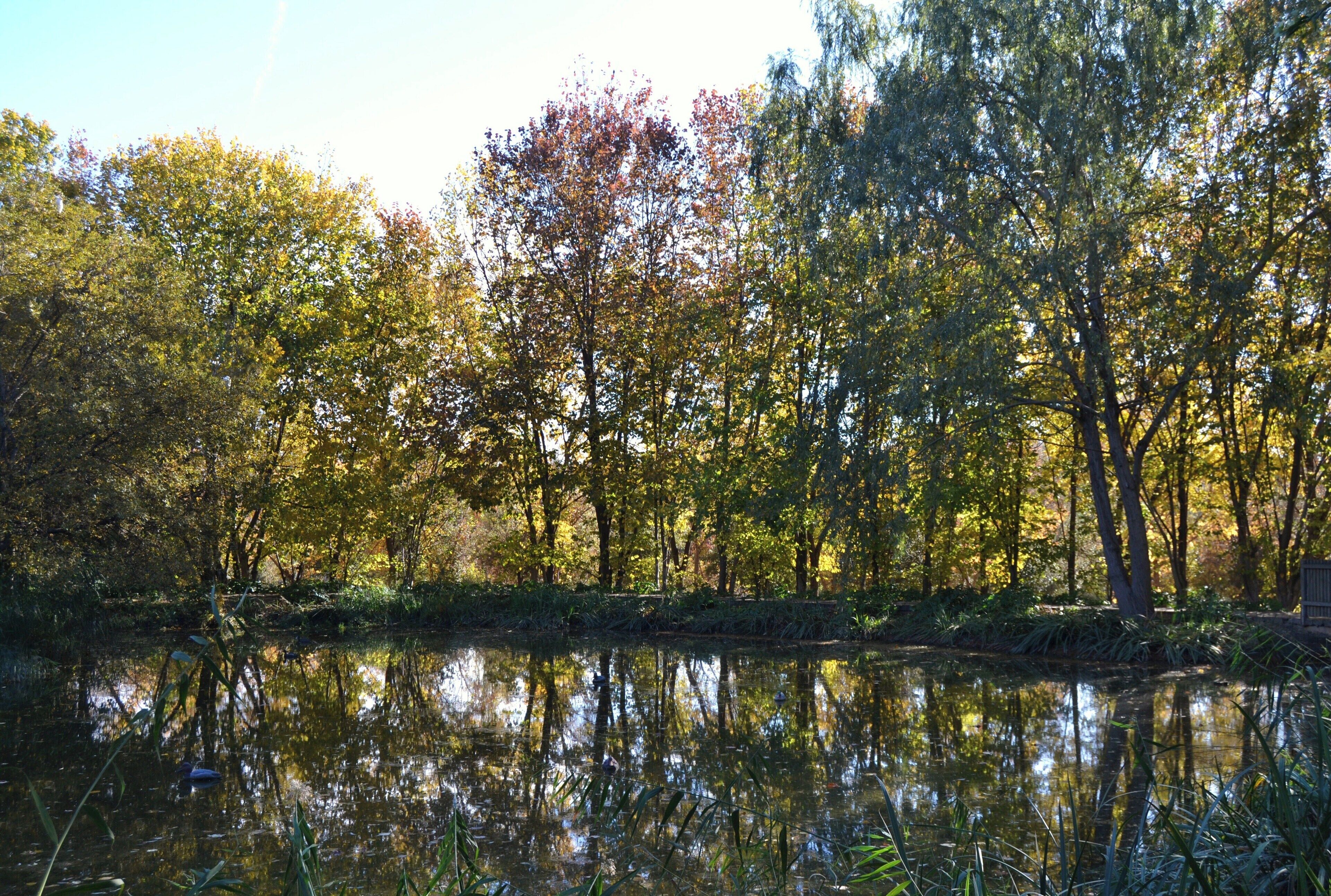 Llacuna i arbres del parc de Marxalenes.