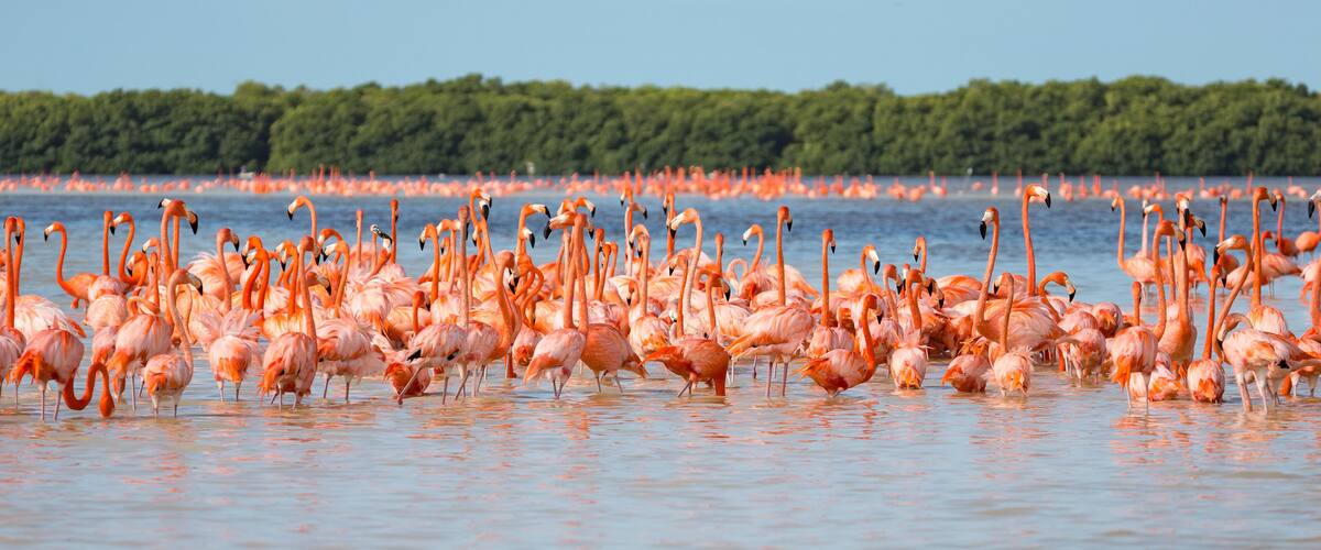 A large flock of flamingos in shallow water with a forested shoreline in the background.