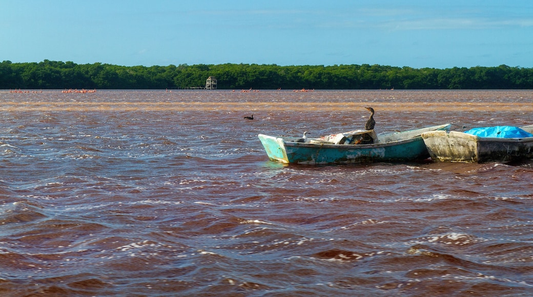 Reserva de la Biosfea cerca del pueblo Celestun, estado y peninsula de Yucatan, pais de Mexico o Mejico