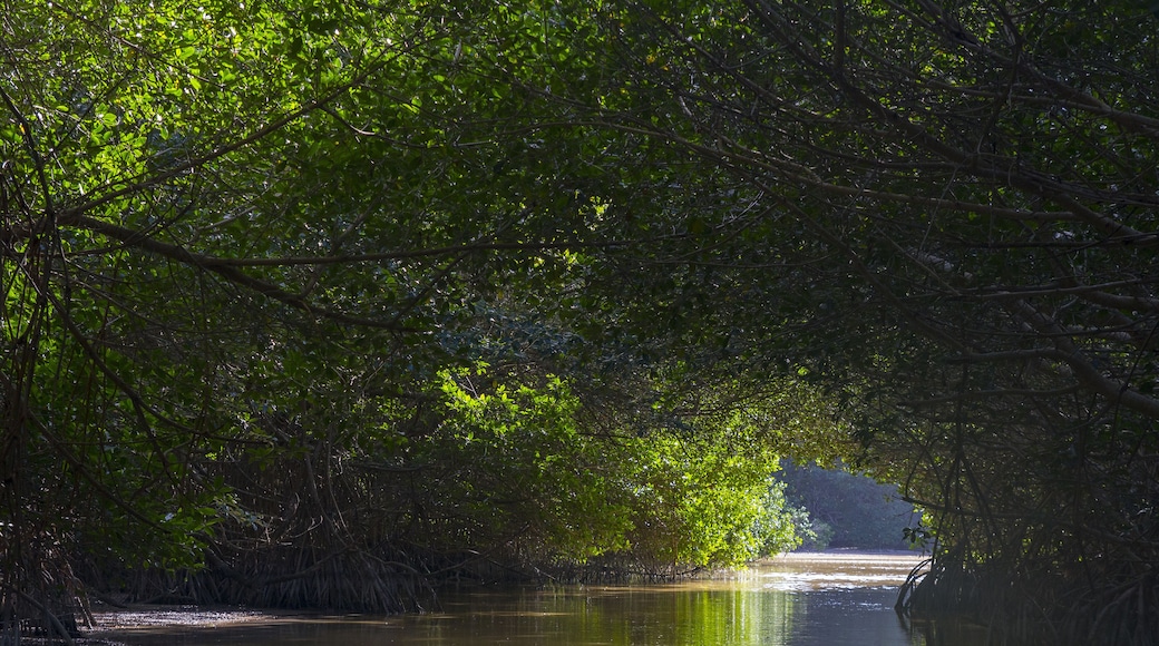 Reserva de la Biosfera y Ojo de Agua en el pueblo de Celestun, estado y peninsula de Yucatan, pais de Mexico o Mejico