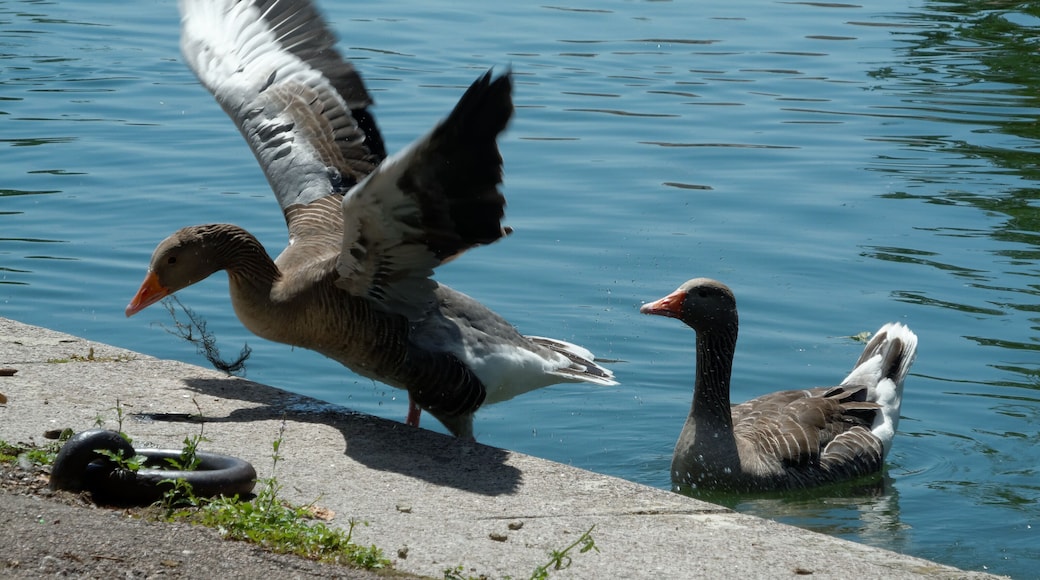 This file was uploaded with Commonist. Des oiseaux, au port du canal de Dijon.
