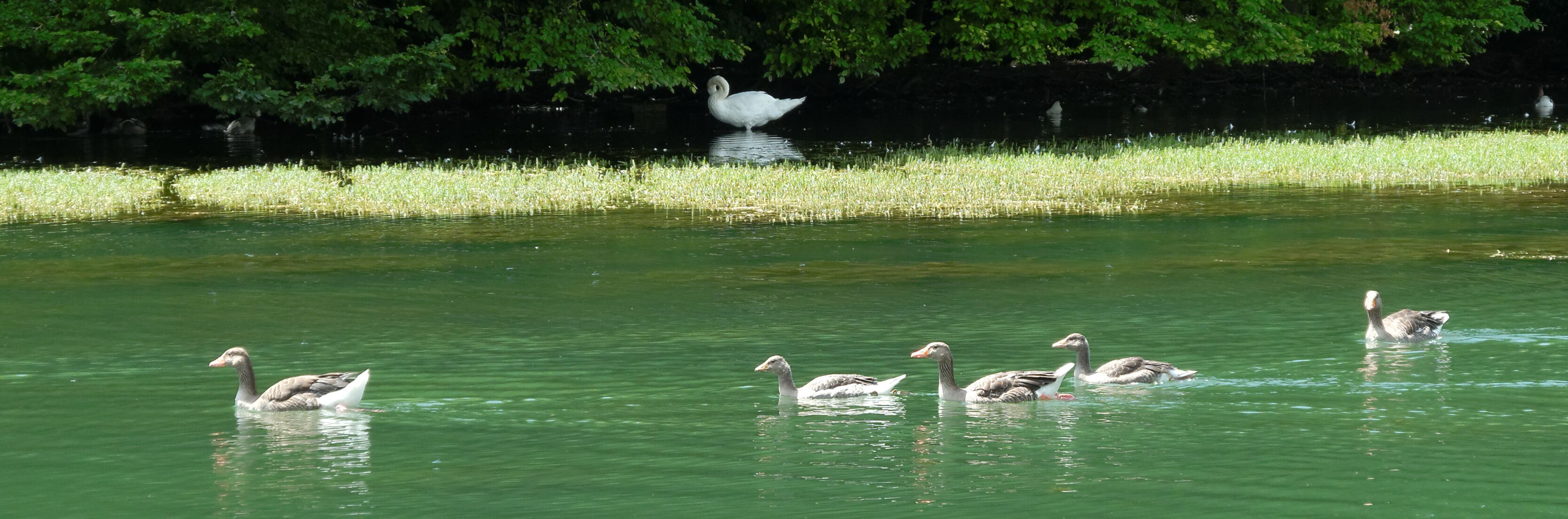 This file was uploaded with Commonist. Des oiseaux, au port du canal de Dijon.