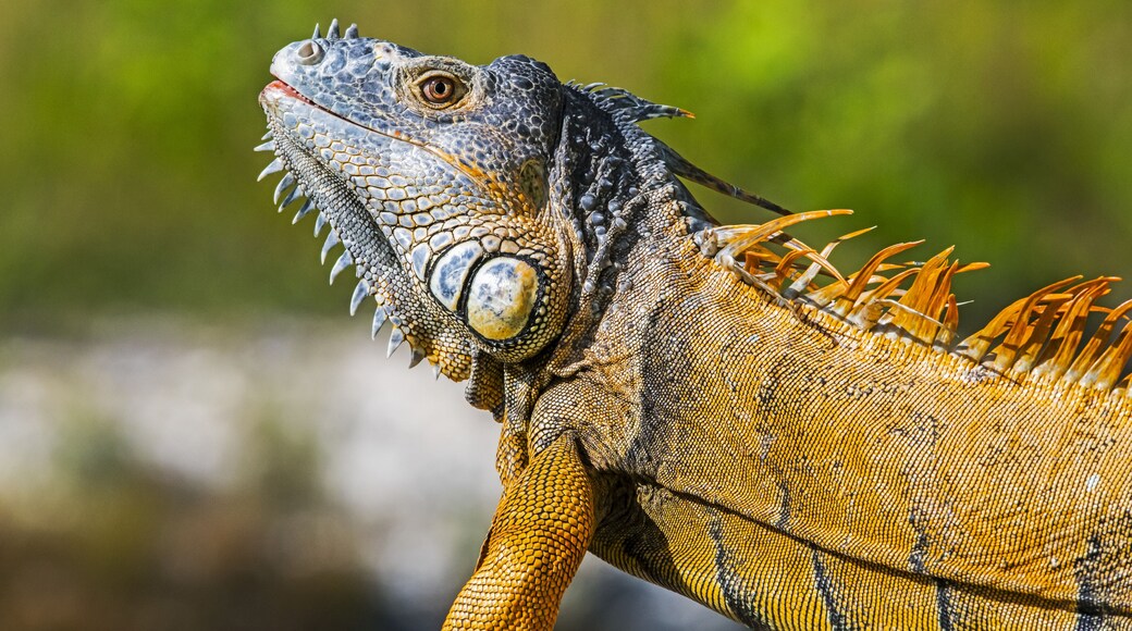 Close-up of the details of the colourful head and body of an iguana, Corozal Bay; Belize