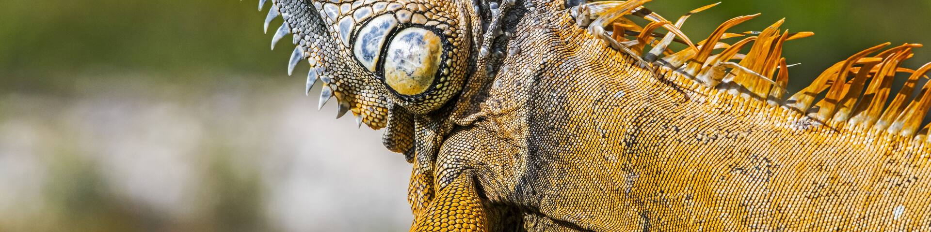 A close-up of a reptile with spiky scales and a prominent eye.