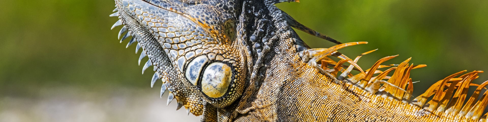 Close-up of the details of the colourful head and body of an iguana, Corozal Bay; Belize