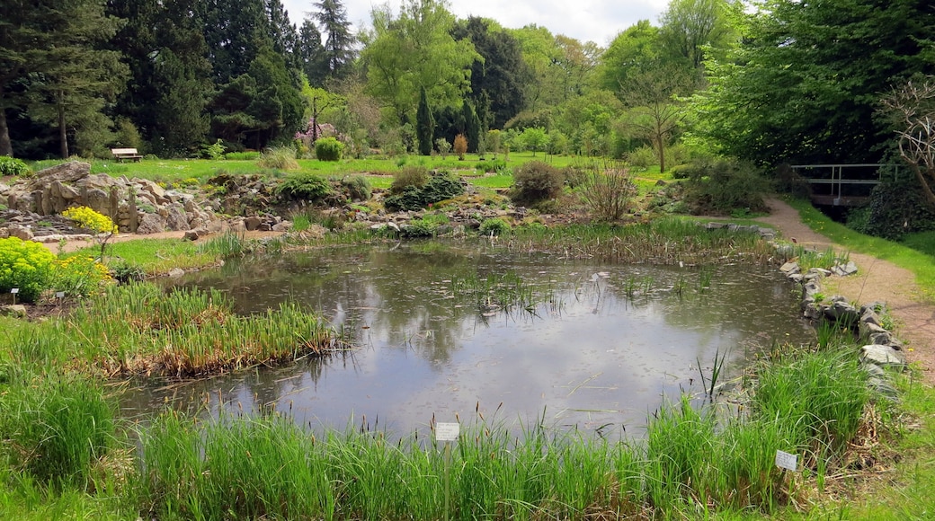 Lake in the Botanical Gardens