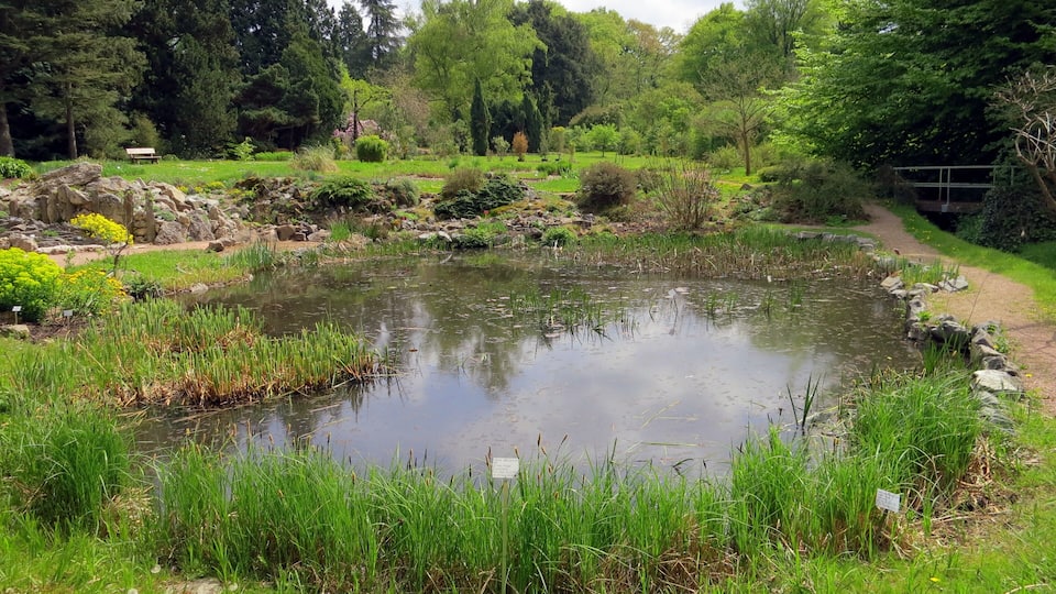 Lake in the Botanical Gardens