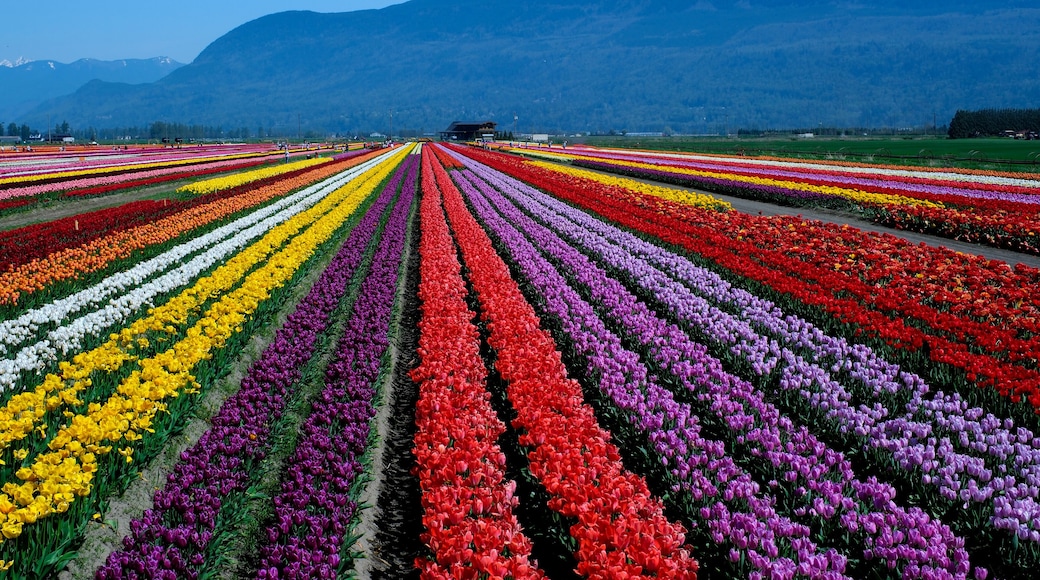 Tulips Colorful blooming flowers on plantation farm field at sunny spring day with mountains and highway on background. British Columbia Canada ABBOTSFORD TULIP FESTIVAL 2023