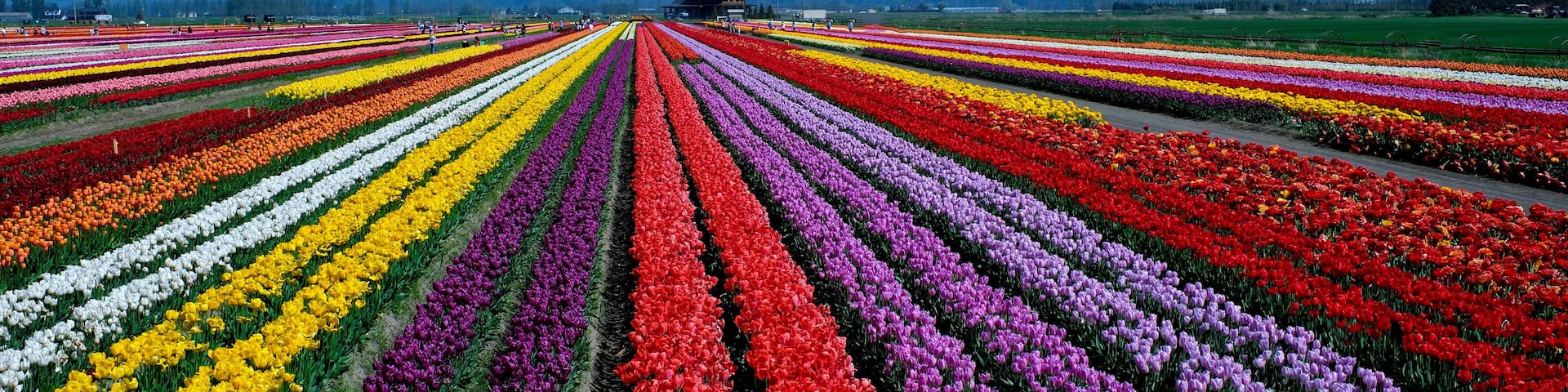 Tulips Colorful blooming flowers on plantation farm field at sunny spring day with mountains and highway on background. British Columbia Canada ABBOTSFORD TULIP FESTIVAL 2023