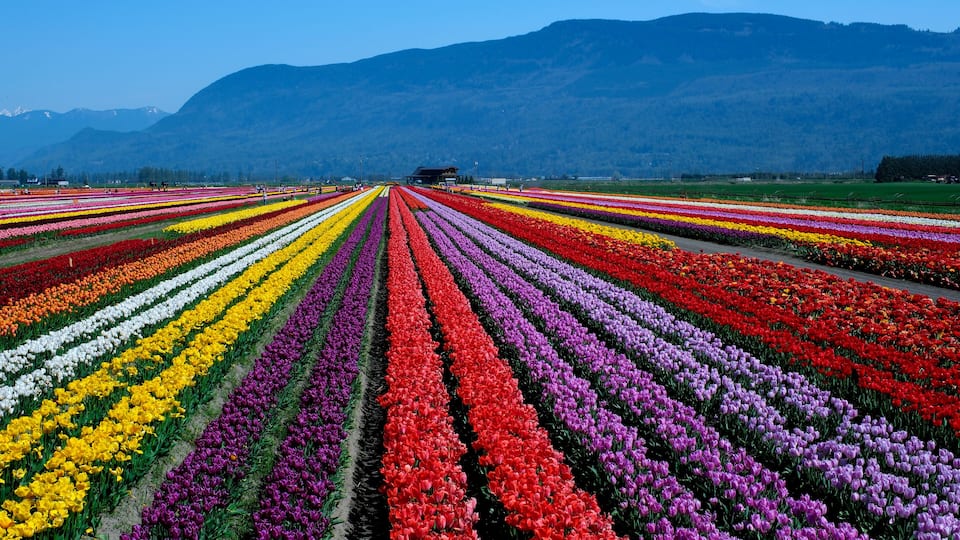 Tulips Colorful blooming flowers on plantation farm field at sunny spring day with mountains and highway on background. British Columbia Canada ABBOTSFORD TULIP FESTIVAL 2023