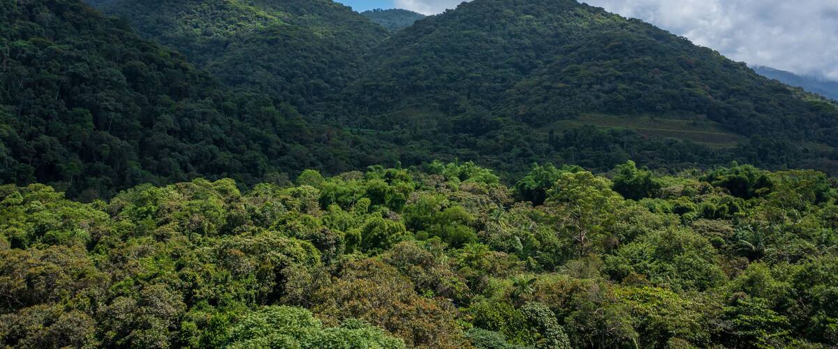 Beautiful aerial view of the preserved mountains of the Serra do Mar State Park, Ubatuba / SP, in the Atlantic Forest biome, near Praia da Fazenda, a sustainable tourist destination.