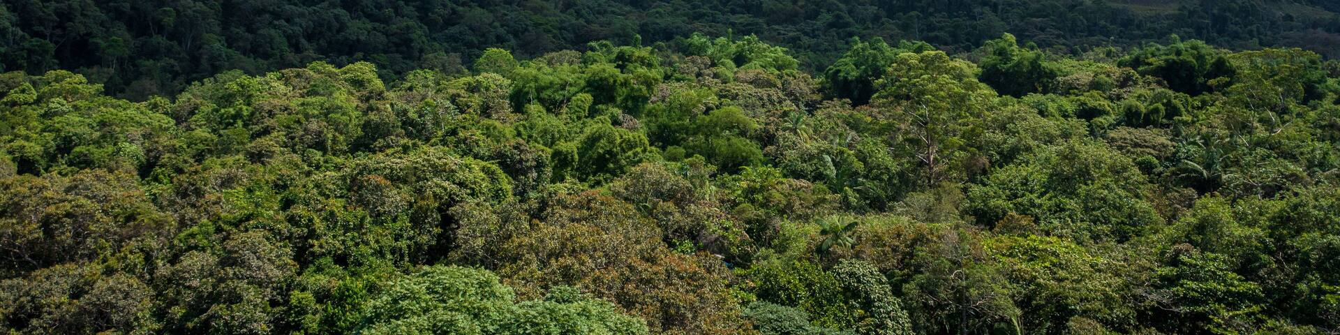 Beautiful aerial view of the preserved mountains of the Serra do Mar State Park, Ubatuba / SP, in the Atlantic Forest biome, near Praia da Fazenda, a sustainable tourist destination.