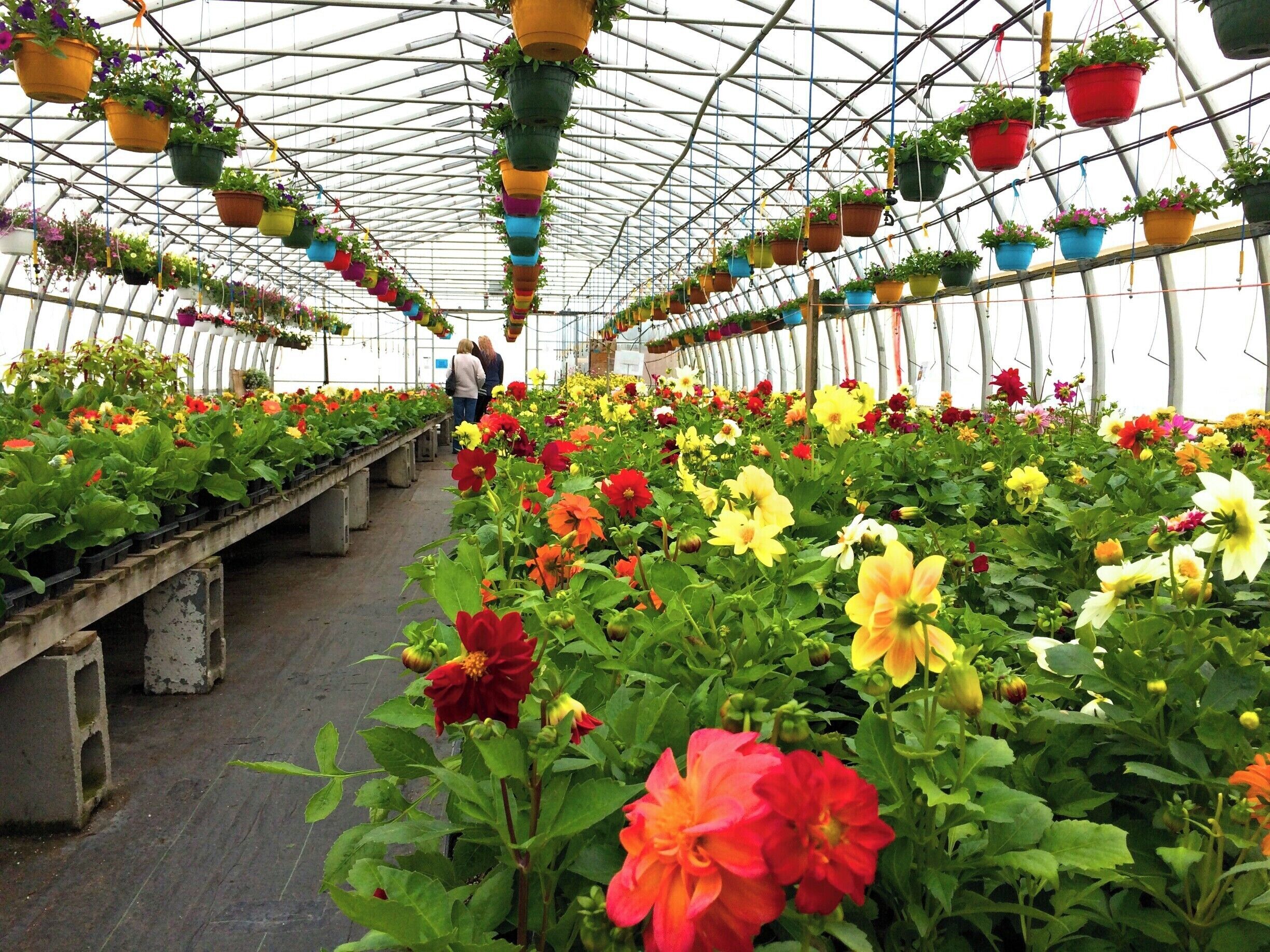 I. love. Lester's Farm. It brings colour and joy to even the coldest and dreariest July winter days (did I just say that? Brr!). Great for those of us who love and support local growers and produce. Excellent for families with kids - go see the emus, goats, pigs, etc., and enjoy something nice to eat while you're at it. 
