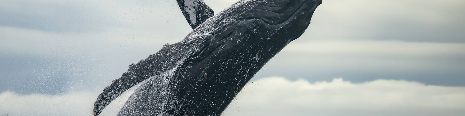 A whale breaching with water splashing around it.