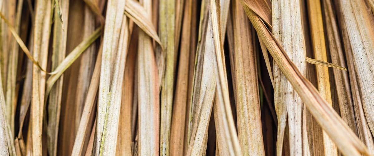 Details from thatch over a table, Praia do Camburi, Ubatuba, state of São Paulo, Brazil.