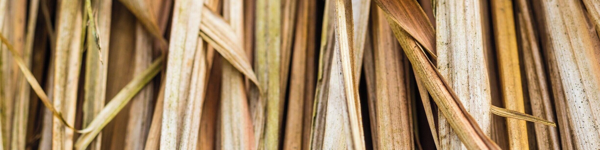 Details from thatch over a table, Praia do Camburi, Ubatuba, state of São Paulo, Brazil.