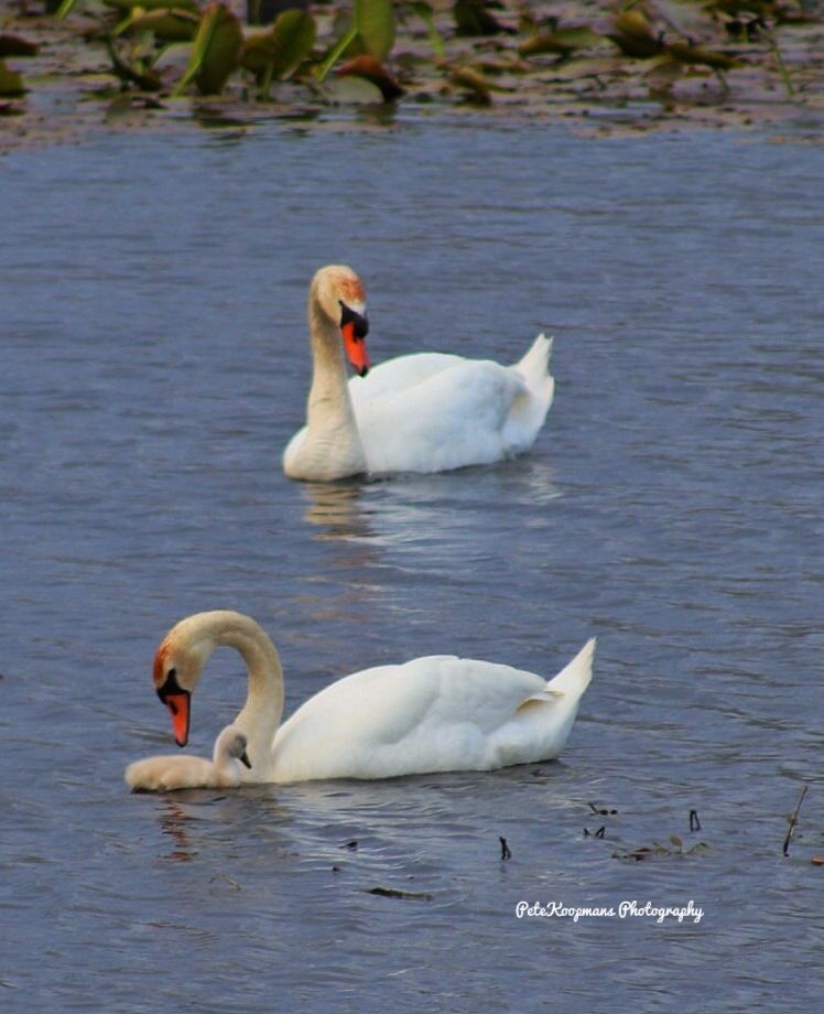 A swan family out for a swim on McGeachys pond in Erieau , Ont.
