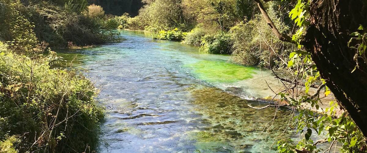 A clear river surrounded by lush greenery and trees.