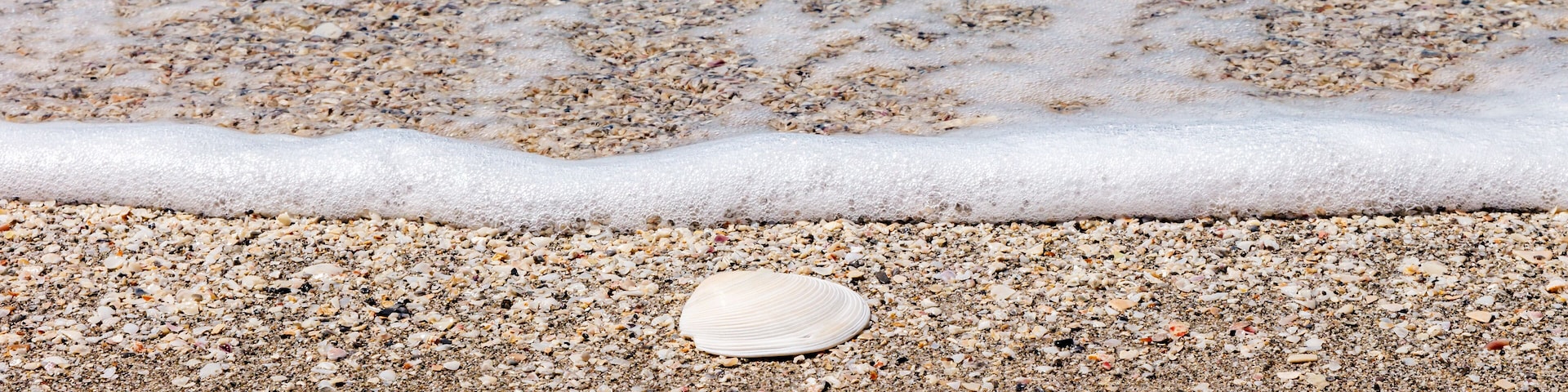 Shell in front of a wave, Florida, USA