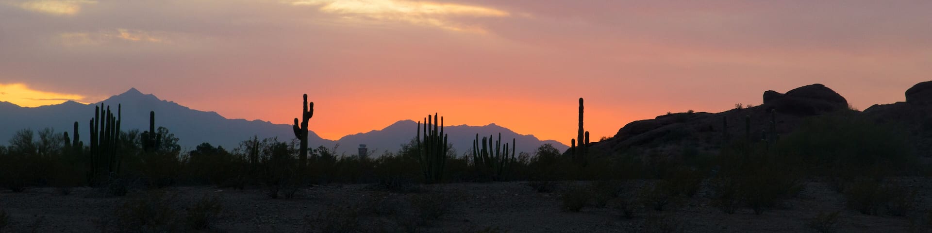 panorama of cactus silhouette and mountain landscape in Sonoran desert near phoenix at sunset