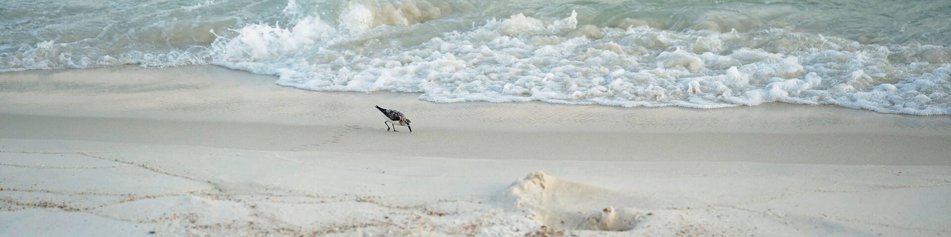 A sandpiper searches the shoreline near soft incoming waves