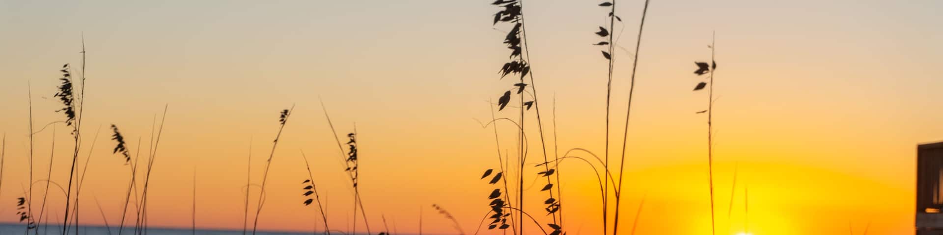 Sea oats in front of sunset on Dauphin Island
