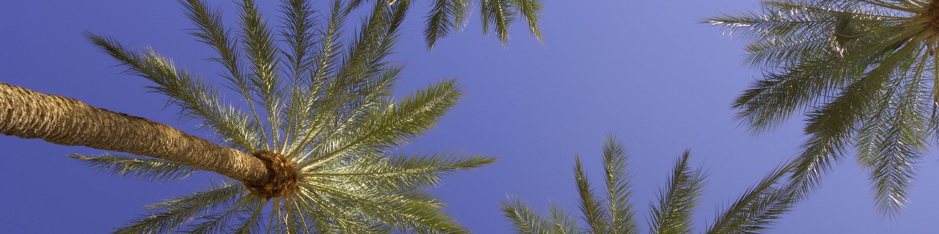 Palm Trees, Las Vegas, Nevada, USA