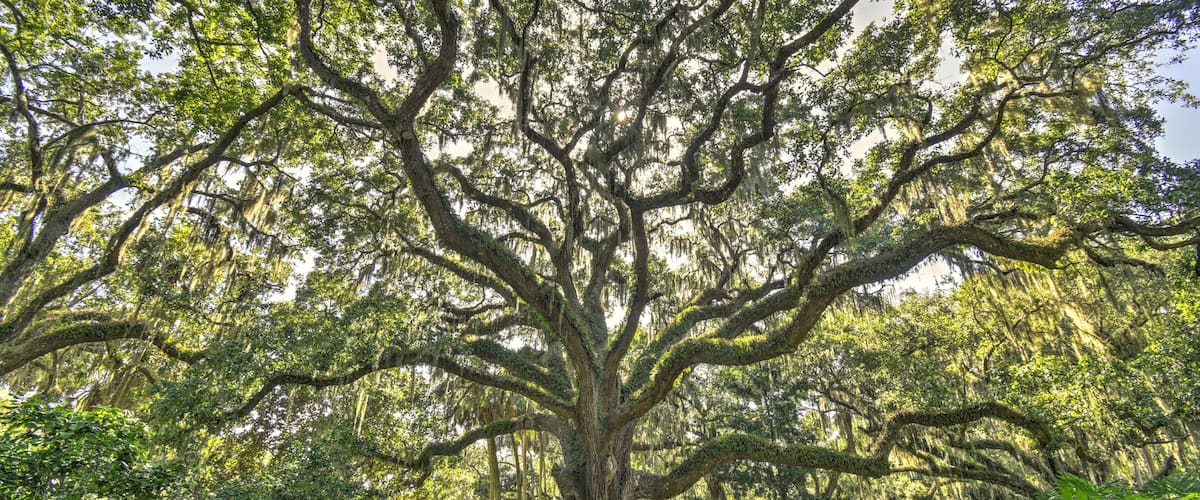 A large tree with sprawling branches and hanging moss in a forested area.