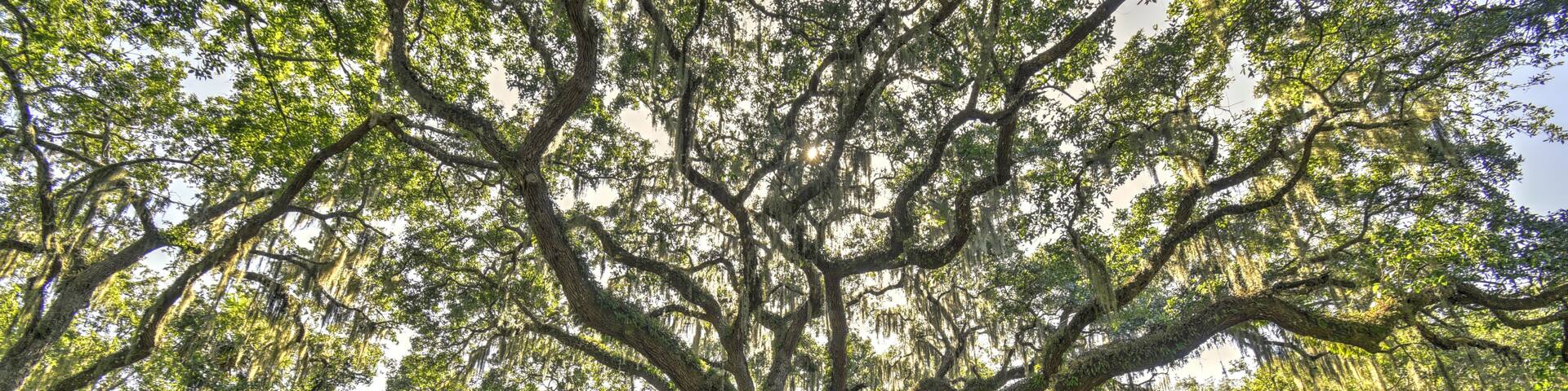 A large tree with sprawling branches and hanging moss in a forested area.