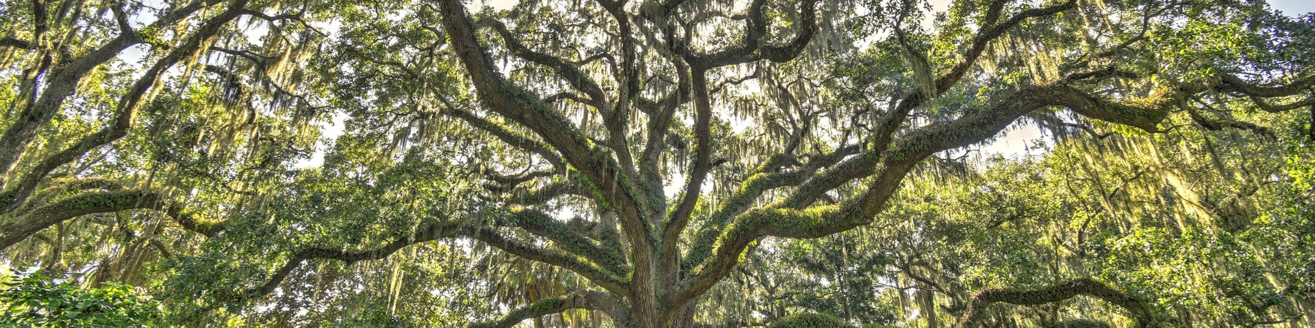 A large tree with sprawling branches and hanging moss in a forested area.