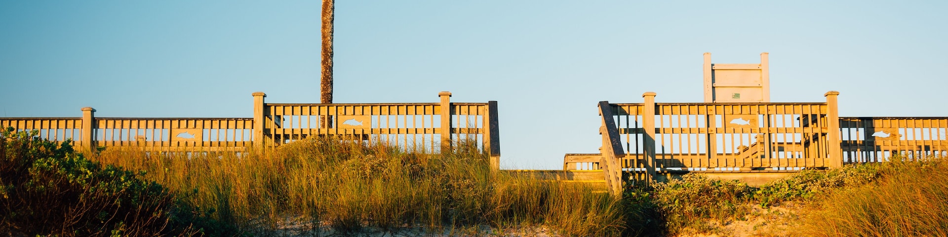 Palm tree and sand dunes in Palm Coast, Florida.; Shutterstock ID 460586956; purchase_order: SP-1269 HA 2018 Batch 1; Order: ; client: ; other: