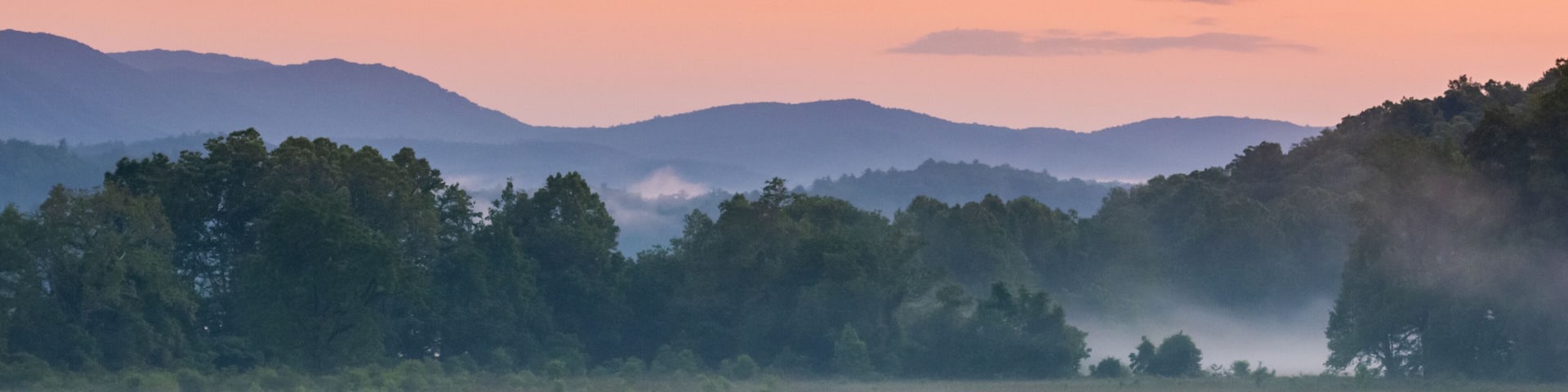 Bear Frolics In Field