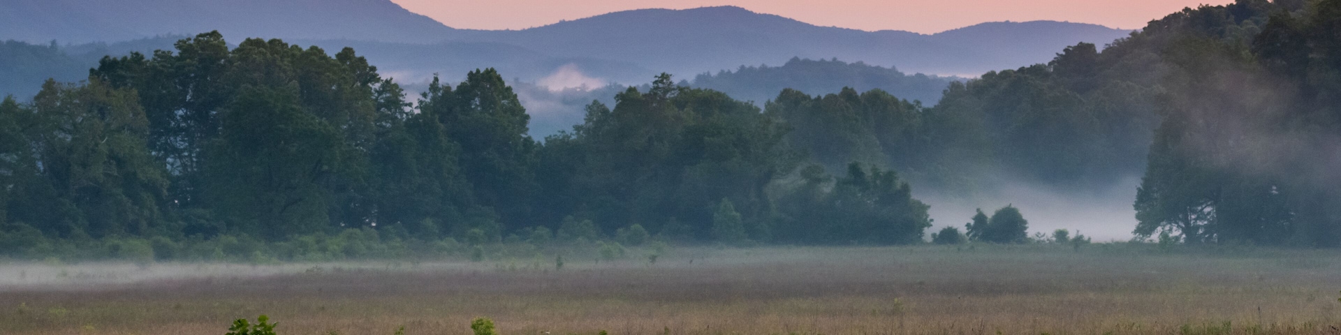 Bear Frolics In Field