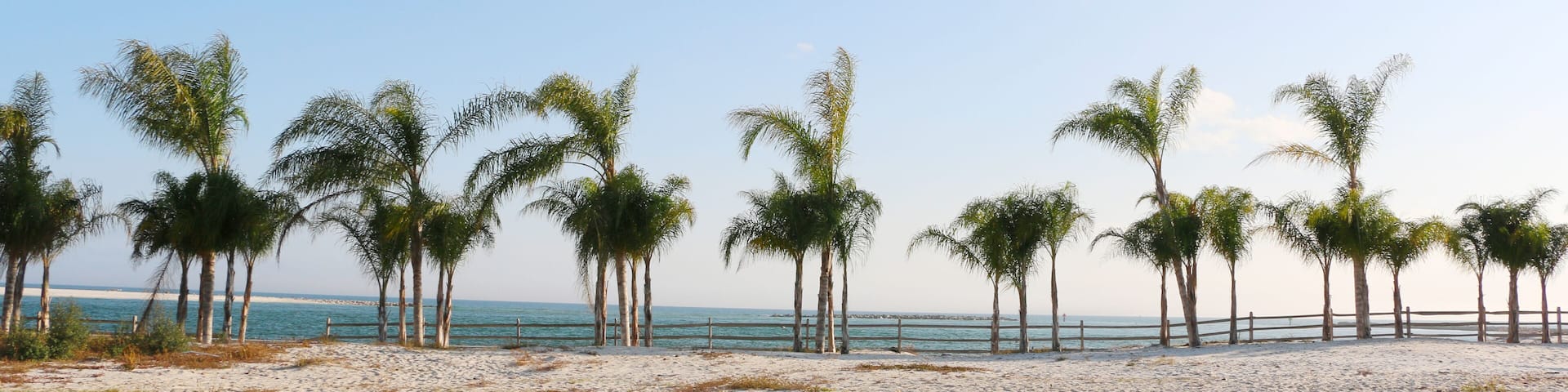 row of palm trees on sunny day on the beach of gulf coast orange beach alabama