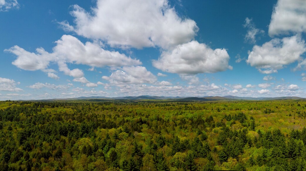 Trees in springtime on the Mountain Pocono Mountains Pennsylvania