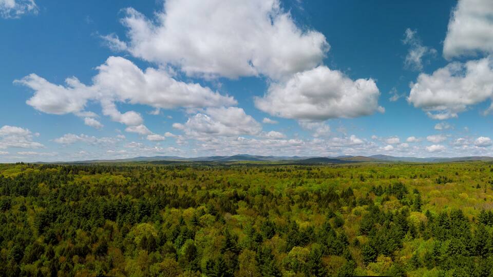Trees in springtime on the Mountain Pocono Mountains Pennsylvania