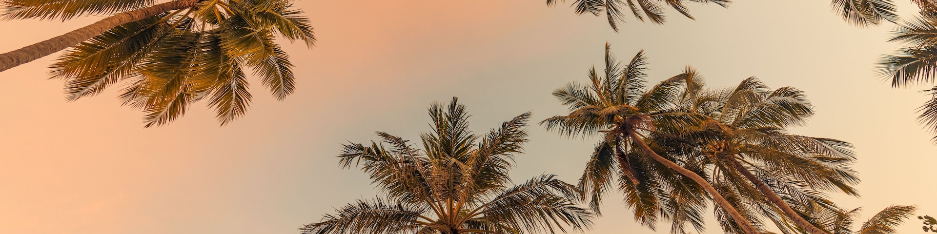 Copy space of tropical palm tree with sunset light on twilight sky background. Peaceful nature pattern, panoramic view, idyllic leaves warm tones. Silhouette palm trees sunrise sky. Fantastic beach