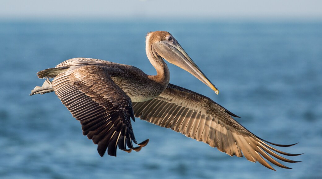 Brown pelican in flight (Pelecanus occidentalis), Estero Lagoon, Florida